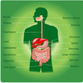 Digestive Health Pack - Testing Panels for Digestive Healing | Genius Insight | Ariel Policano