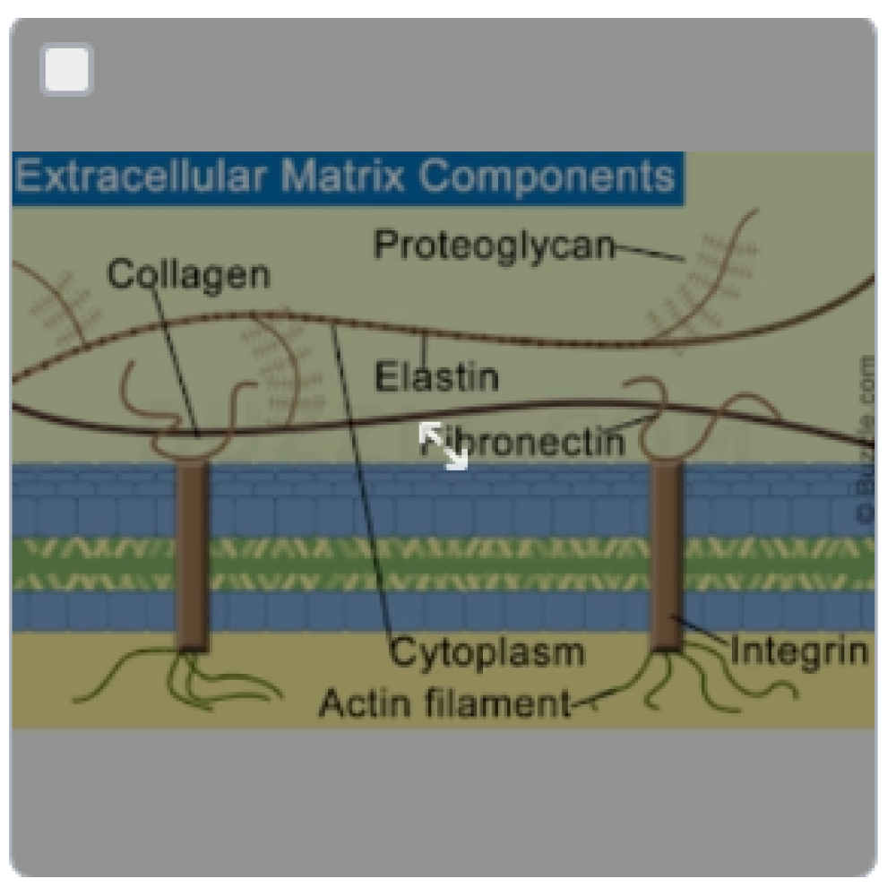 Interstitium Program: Send Light to the extracellular matrix | Genius Insight | Ariel Policano