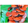 Medicinal Mushrooms | Genius Insight | Ariel Policano