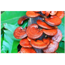 Medicinal Mushrooms | Genius Insight | Ariel Policano