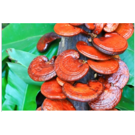 Medicinal Mushrooms | Genius Insight | Ariel Policano