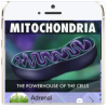 Mitochondrial Rejuvenation Program | Genius Insight | Ariel Policano