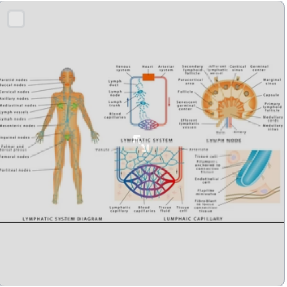 Rife Wellness Frequencies | Genius Insight | Ariel Policano